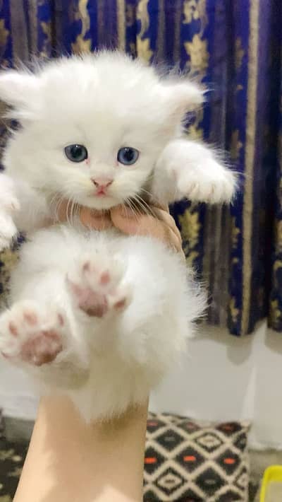 Persian kittens