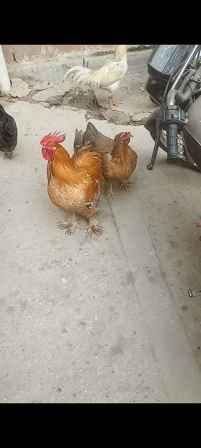 Golden buff breeder pair