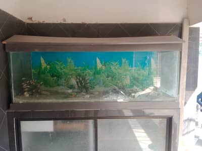 fish aquarium