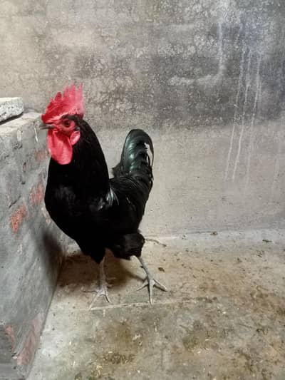 Austrolpe+ Light Sussex+ Ayam Cemani Trio