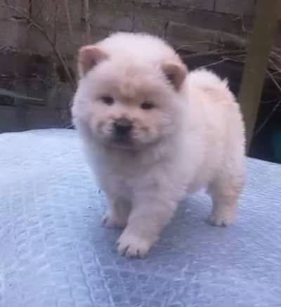 Chow chow female puppy