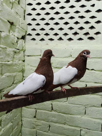 Lal khal guldar kalyare