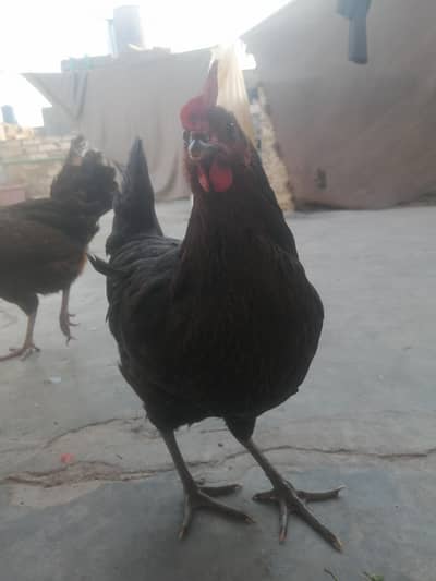 2 egg laying Healthy Hen for Sale