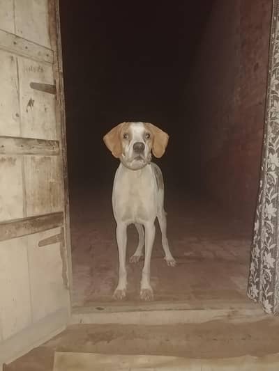 English pointer male for stud