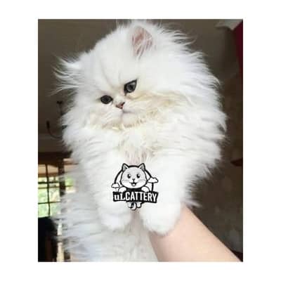 Persian British punch face piki face kitten cat available