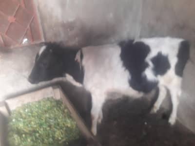 Friesian Cross Bachra WhatsApp 03440778721