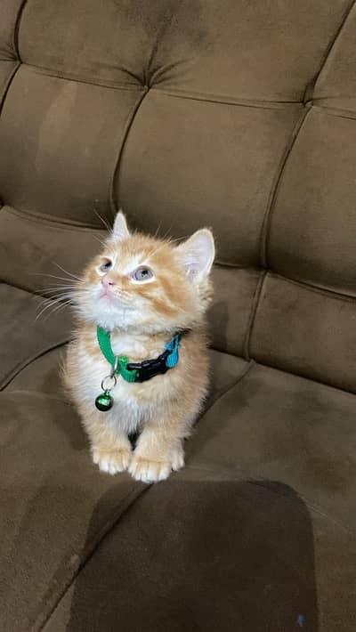 Persian single coat male kitten for urgent sale.