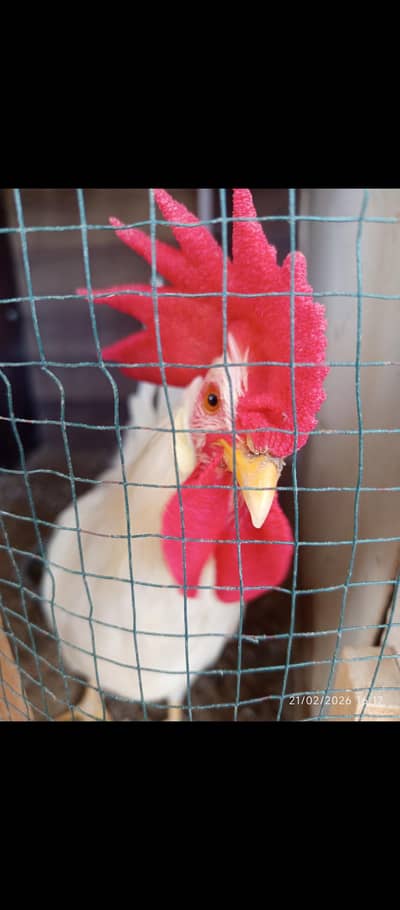 Aseel murgha / Heera murghi / desi murghiyaan / Bantom murgha / farmi