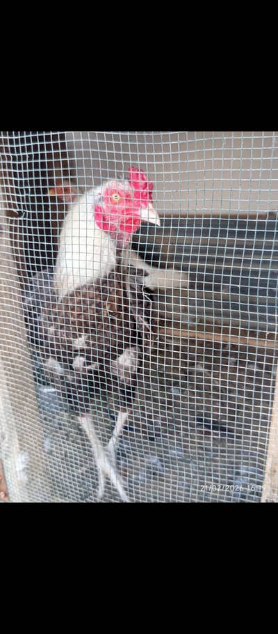 pohlya murgha / Heera madi/ desi murghiyaan / Bantom nar/ farmi Murghy