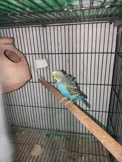 budgies under size  White java