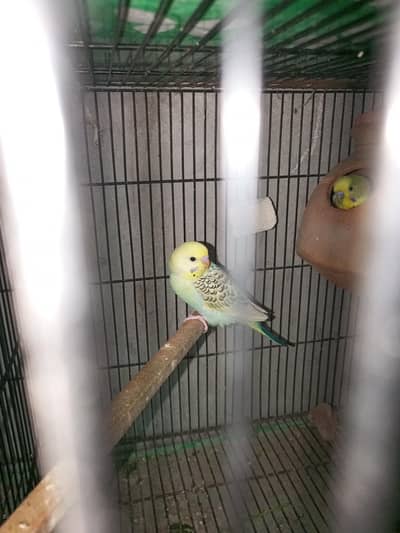 budgies under size chicks &  White java