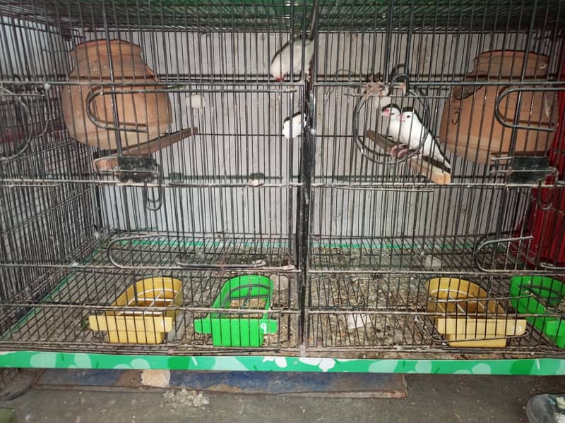 budgies under size chicks &  White java 2