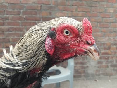 Aseel Mianwali (Jawa Kala)