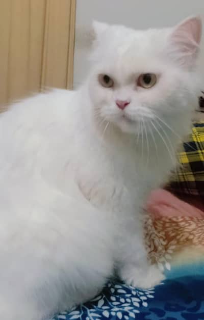 Persian cat for sale in average price.