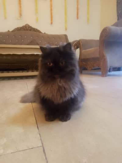 Pure breed punch face