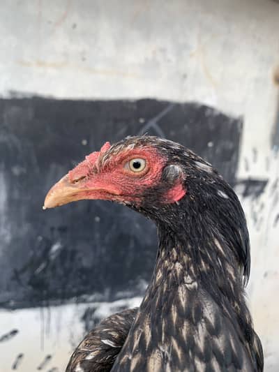 Lakhi and Shajri Aseel madi