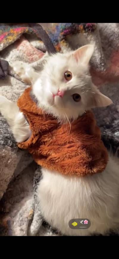 Male Cat – Fully Healthy & Vaccinated