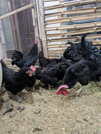 AUSTRALORP