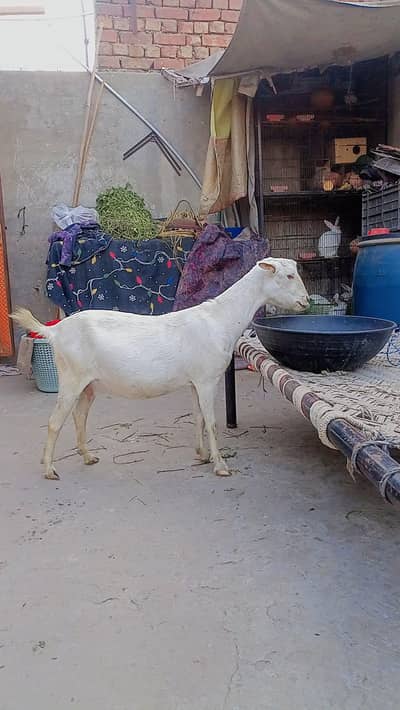 pure tedi bakri gaban tiyar 15 din me bachy dy gi