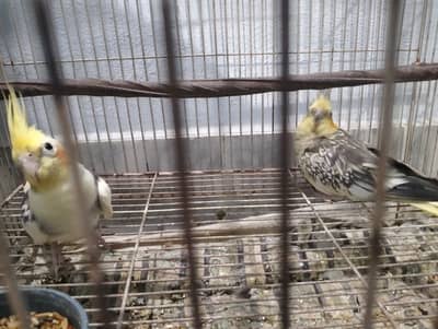 Cockatiel Pair