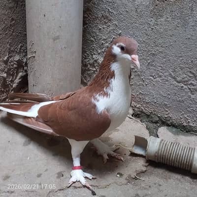 2 sherazi male available for sell