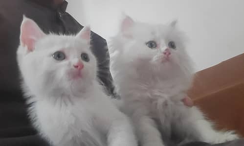 blue eyes , with home ,toy  and all beauti