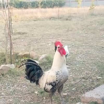 misri fayoumi×white lohmann fertile anday. i