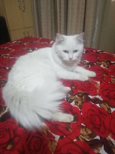 Persian cat female 1 year