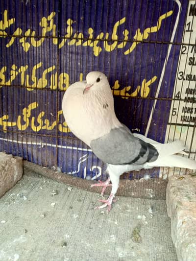 shelscoper breder two female far saile. Rs. 4500 eak female ka.