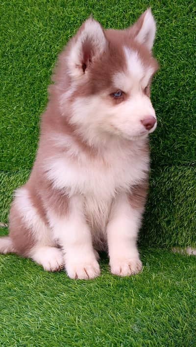 Siberian husky fore sale whtsaap number 0320.3792405