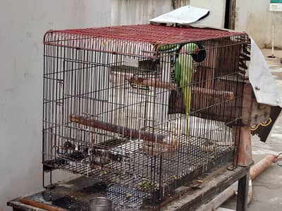 raw parrot adult pair available for sale