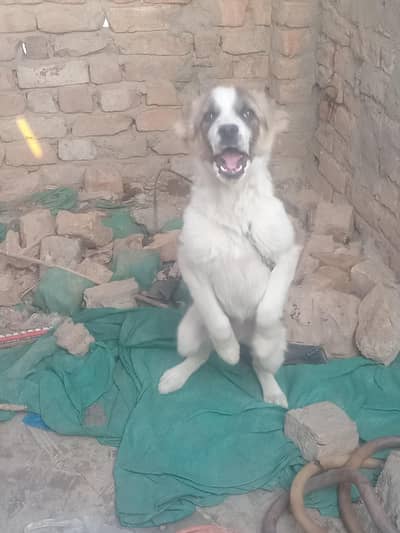 age 3 months rakhwali k liye best dog