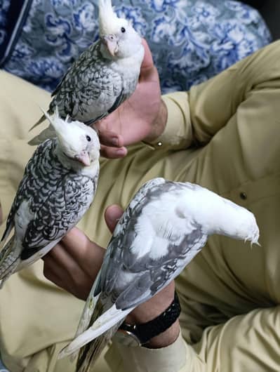 3 Hand Tame Cocktail Parrots