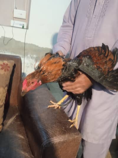 Gr Ka pla Hy mashallah khobsorrat murgah hy