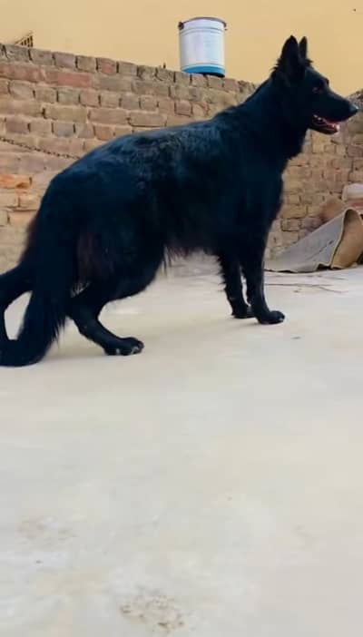 German shepherd female for sale