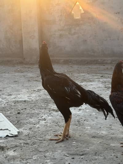 Long height Pakistani Aseel patha and pathiya for sale