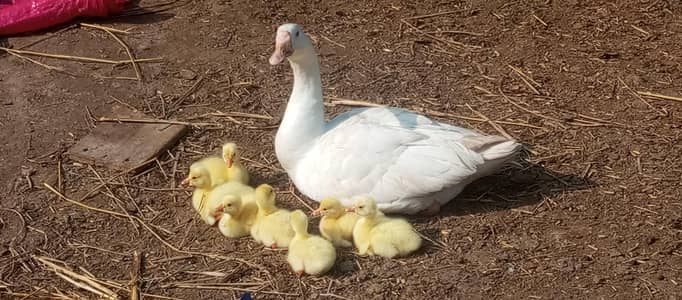 goose and her babies