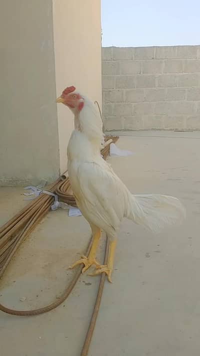 Aseel Heera & Lakha Patha for sell