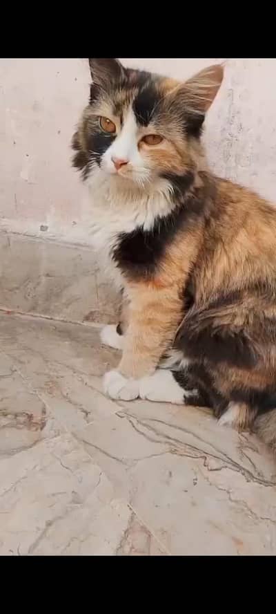 Cute & Healthy Kitten for Sale