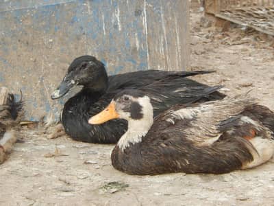 Ducks available (150)