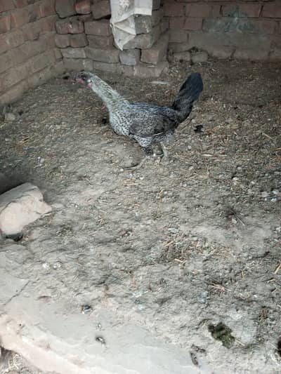 golden misri hens egg laying