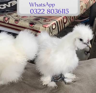 Chicks White Silkie Hens