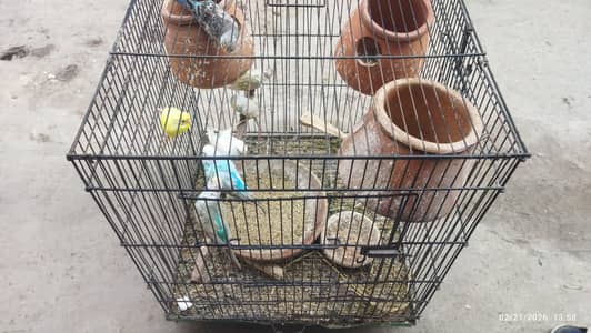 Australian Parrot/ budgies/ Parrots/