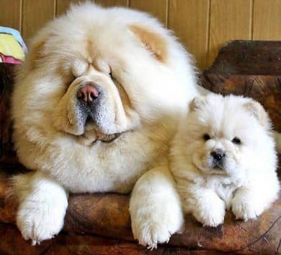 chow chow puppies 03425137217