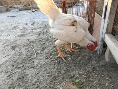 pure white desi murgi murgha first time egg derhi ha 2 egg deay hain