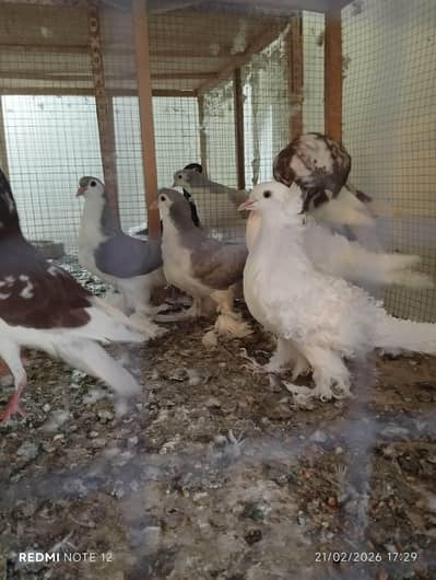 lahori sherazi norvish male