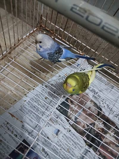 Hand Tame Chote hein Abhi