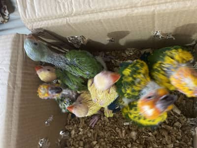 Sunconure and ringnecks