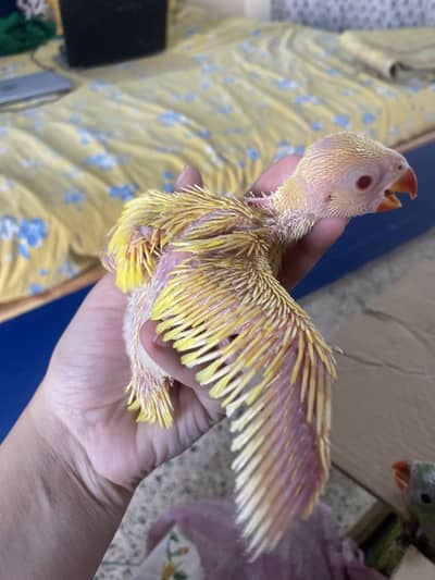 Sunconure and ringnecks