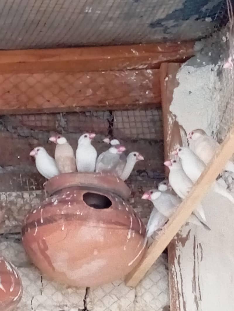 Fawn  Java  For Sale 0